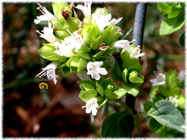 Orégano bastardo - Origanum virens - 5000 semillas