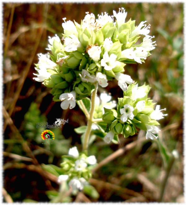 Orégano bastardo - Origanum virens - 5000 semillas - Imagen 3