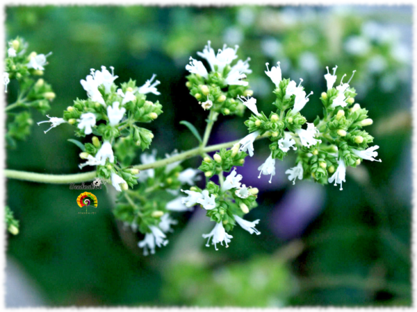 Orégano bastardo - Origanum virens - 5000 semillas - Imagen 2