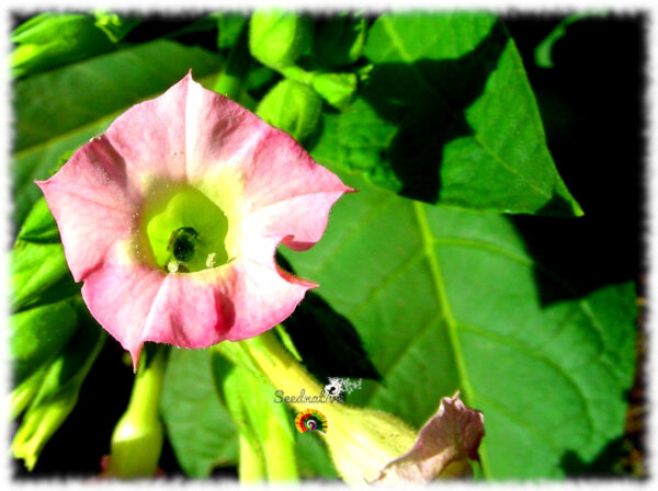 Tabaco de Virginia - Nicotiana tabacum - 500 semillas