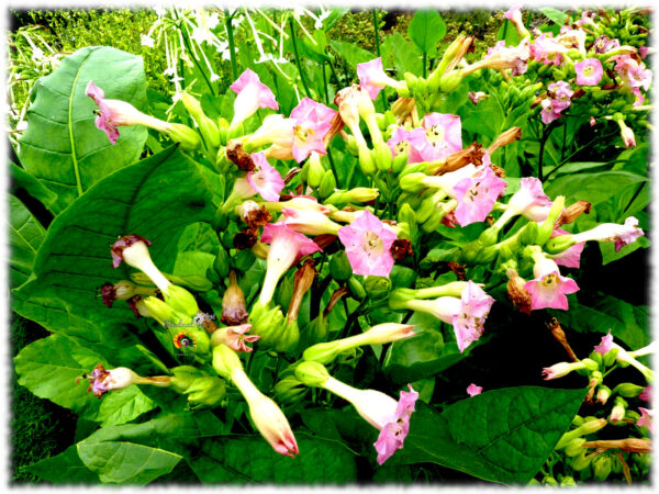 Tabaco de Virginia - Nicotiana tabacum - 500 semillas - Imagen 2