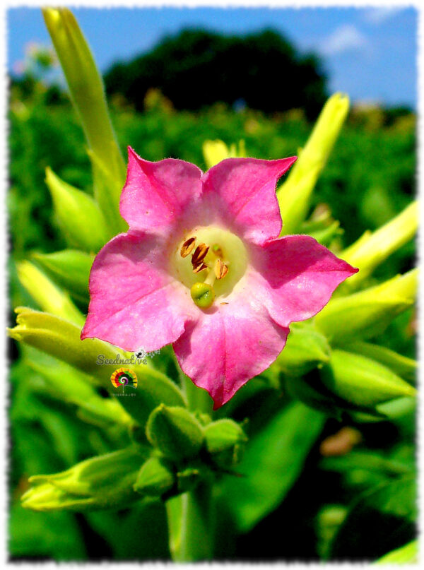 Tabaco de Virginia - Nicotiana tabacum - 500 semillas - Imagen 3