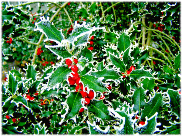 Acebo - Ilex aquifolium - 30 semillas - Imagen 2