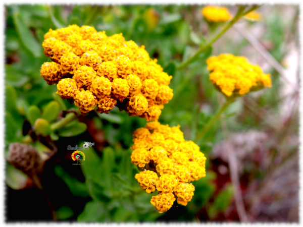 Hierba Julia - Achillea ageratum - 500 semillas