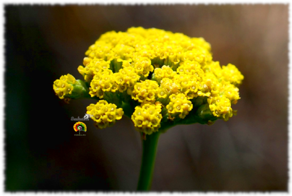 Hierba Julia - Achillea ageratum - 500 semillas - Imagen 3