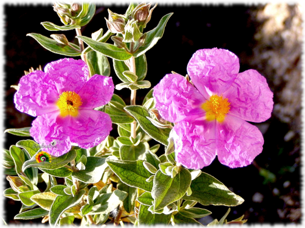 Jara blanca - Cistus albidus - 300 semillas - Imagen 5