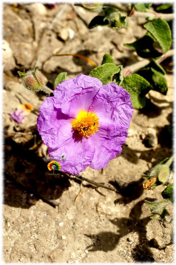 Jara blanca - Cistus albidus - 300 semillas