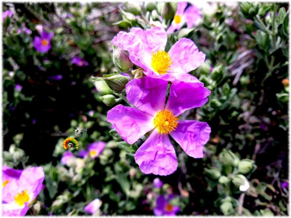 Jara blanca - Cistus albidus - 300 semillas - Imagen 3