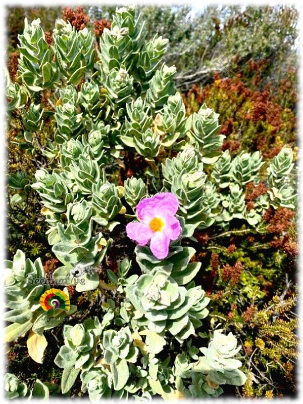 Jara blanca - Cistus albidus - 300 semillas - Imagen 2