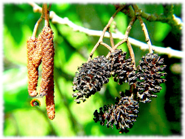 Aliso común - Alnus glutinosa - 1000 semillas - Imagen 4