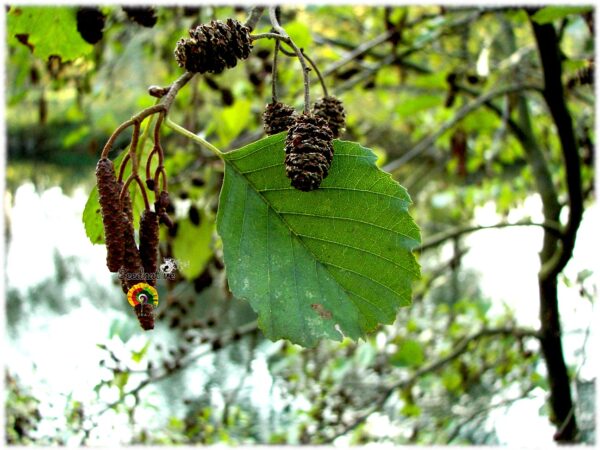 Aliso común - Alnus glutinosa - 1000 semillas - Imagen 3