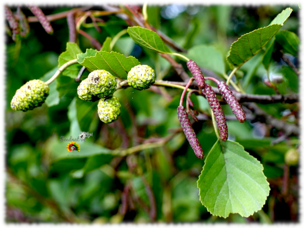 Aliso común - Alnus glutinosa - 1000 semillas