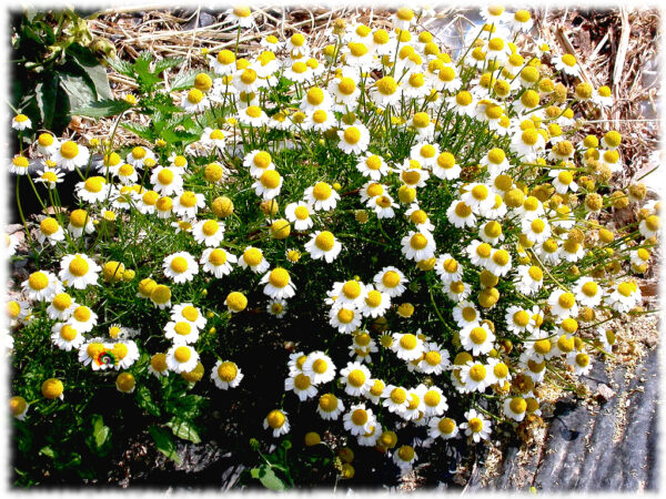 Manzanilla silvestre - Anthemis arvensis - 500 semillas - Imagen 2