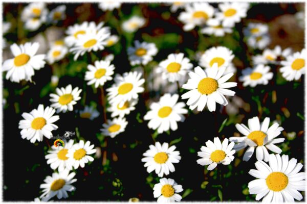 Manzanilla silvestre - Anthemis arvensis - 500 semillas - Imagen 3