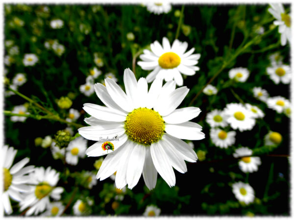 Manzanilla silvestre - Anthemis arvensis - 500 semillas