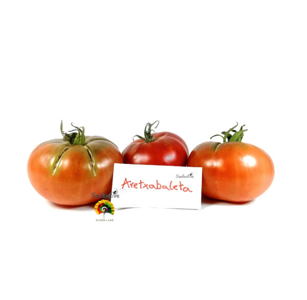 Tomate Aretxabaleta - 30 semillas - Imagen 5