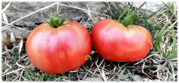 Tomate Aretxabaleta - 30 semillas - Imagen 4