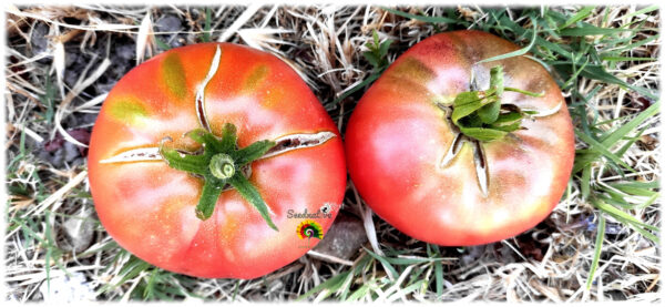 Tomate Aretxabaleta - 30 semillas - Imagen 2