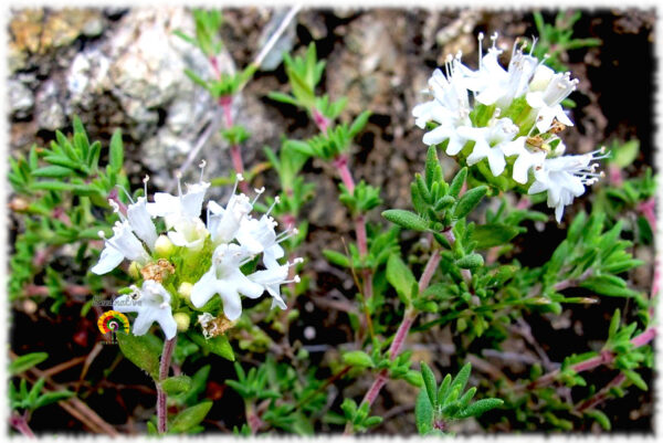 Tomillo limonero - Thymus baeticus - 500 semillas - Imagen 4