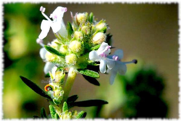 Tomillo limonero - Thymus baeticus - 500 semillas