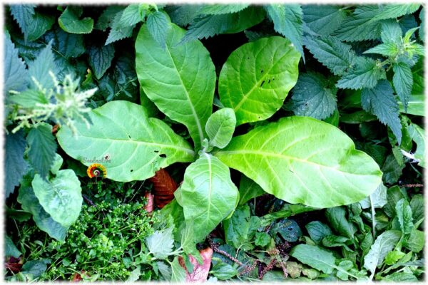 Tabaco del bosque - Nicotiana sylvestris - 500 semillas - Imagen 3