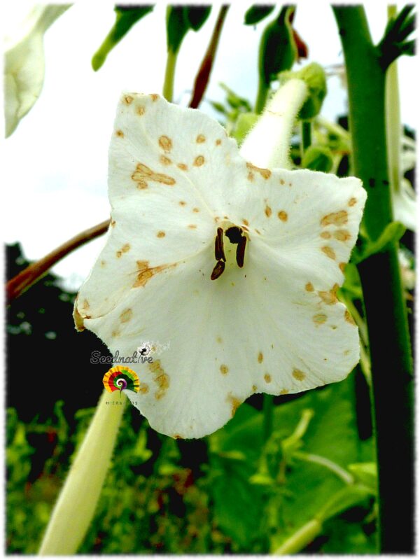 Tabaco del bosque - Nicotiana sylvestris - 500 semillas - Imagen 2