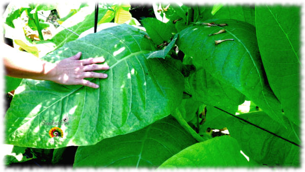 Tabaco Burley - Nicotiana tabacum - 500 semillas - Imagen 5