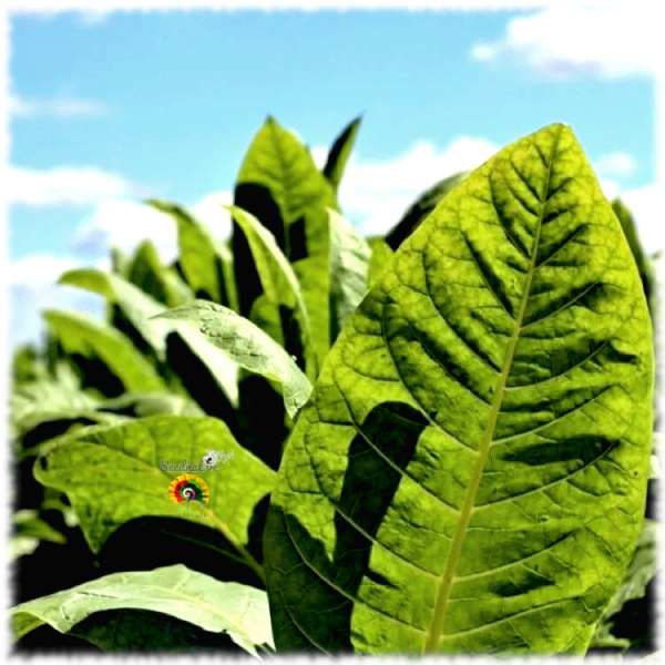 Tabaco Burley - Nicotiana tabacum - 500 semillas - Imagen 4