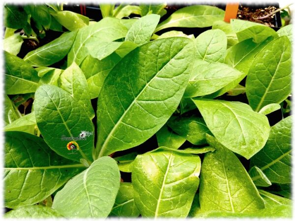 Tabaco Burley - Nicotiana tabacum - 500 semillas - Imagen 2