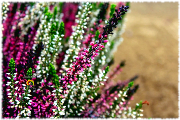 Brezo multicolor - Calluna vulgaris - 3000 semillas - Imagen 2