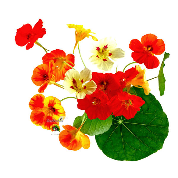 Capuchina - Tropaeolum majus - 30 semillas - Imagen 5