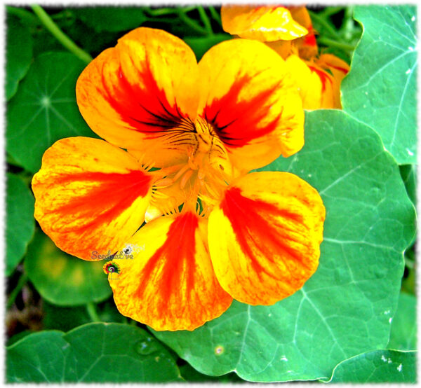 Capuchina - Tropaeolum majus - 30 semillas - Imagen 3