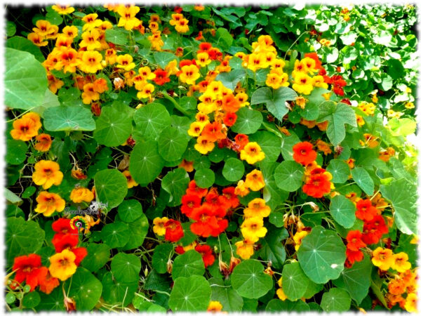 Capuchina - Tropaeolum majus - 30 semillas - Imagen 2