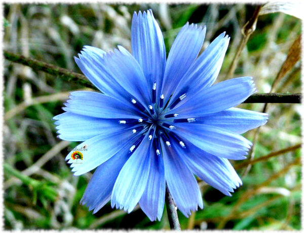 Achicoria silvestre - Cichorium intybus - 500 semillas - Imagen 5