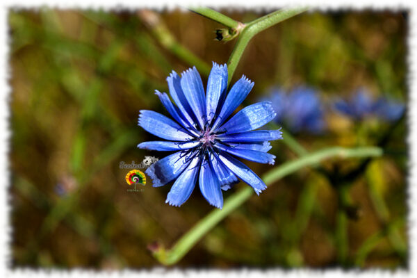 Achicoria silvestre - Cichorium intybus - 500 semillas - Imagen 4