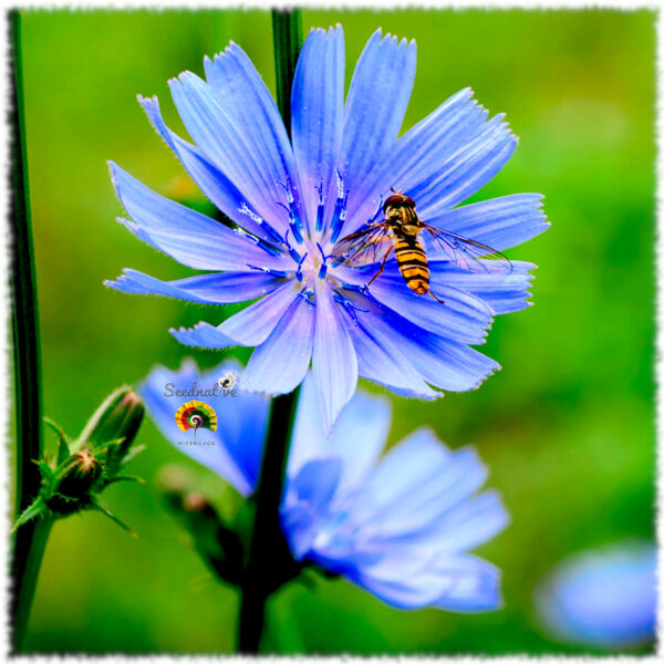 Achicoria silvestre - Cichorium intybus - 500 semillas - Imagen 2