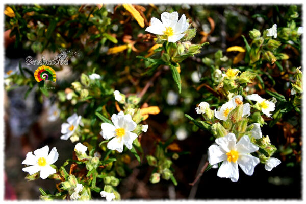 Jaguarzo negro - Cistus monspeliensis - 300 semillas - Imagen 3