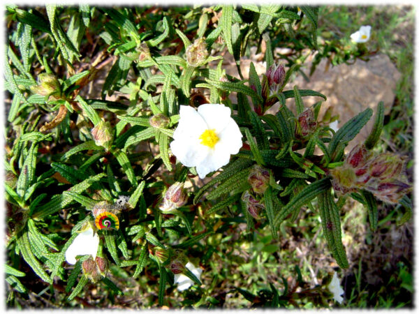 Jaguarzo negro - Cistus monspeliensis - 300 semillas - Imagen 2