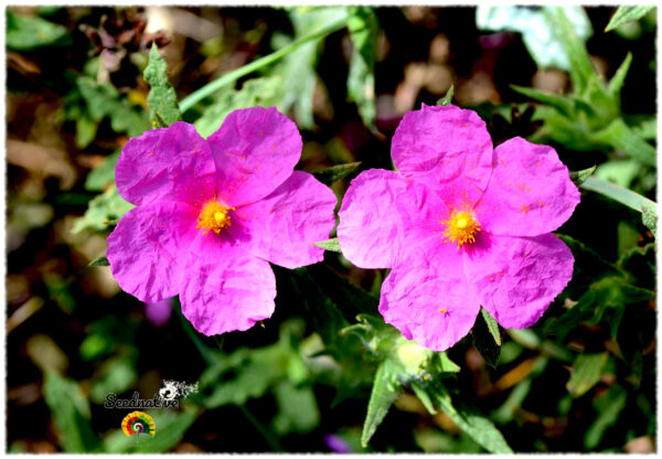 Jara rizada - Cistus crispus - 300 semillas