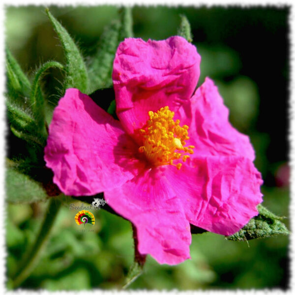 Jara rizada - Cistus crispus - 300 semillas - Imagen 3