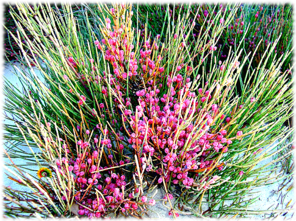 Efedra - Ephedra fragilis - 50 semillas