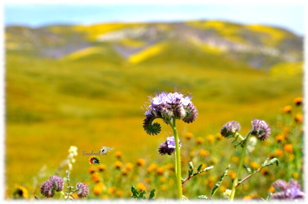 Facelia - Phacelia tanacetifolia - 5000 semillas - Imagen 4