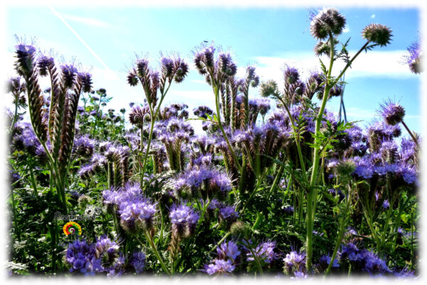 Facelia - Phacelia tanacetifolia - 5000 semillas - Imagen 3