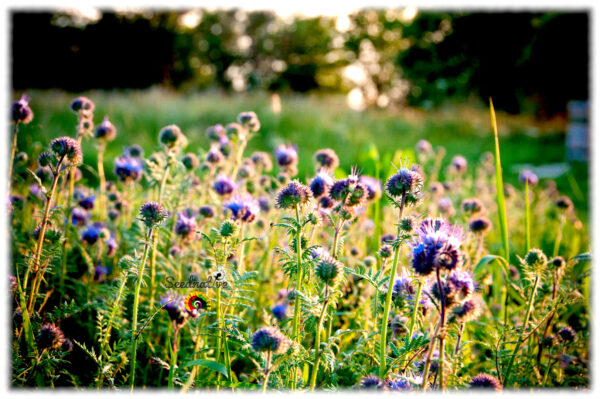 Facelia - Phacelia tanacetifolia - 5000 semillas - Imagen 2