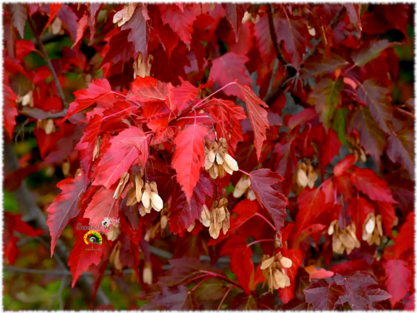 Arce de Manchuria - Acer ginnala - 50 semillas - Imagen 3