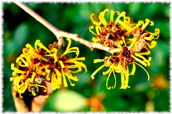 Avellano de bruja - Hamamelis virginiana - 10 semillas - Imagen 4