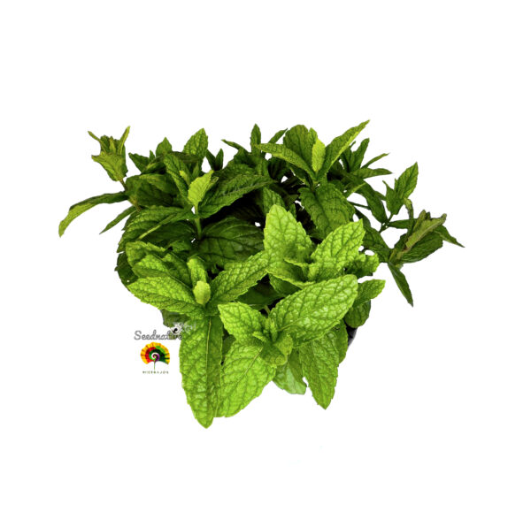 Hierbabuena - Mentha spicata - 1000 semillas