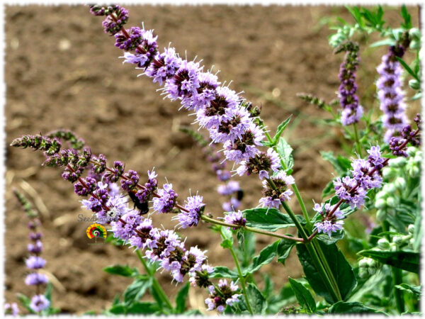 Hierbabuena - Mentha spicata - 1000 semillas - Imagen 2