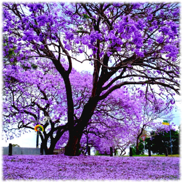 Jacaranda - Jacaranda mimosifolia - 50 semillas