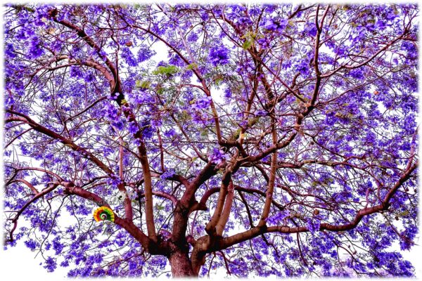 Jacaranda - Jacaranda mimosifolia - 50 semillas - Imagen 2